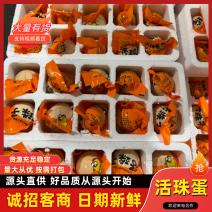 【精品】活珠子，产地直发，诚信经营，可视频看货