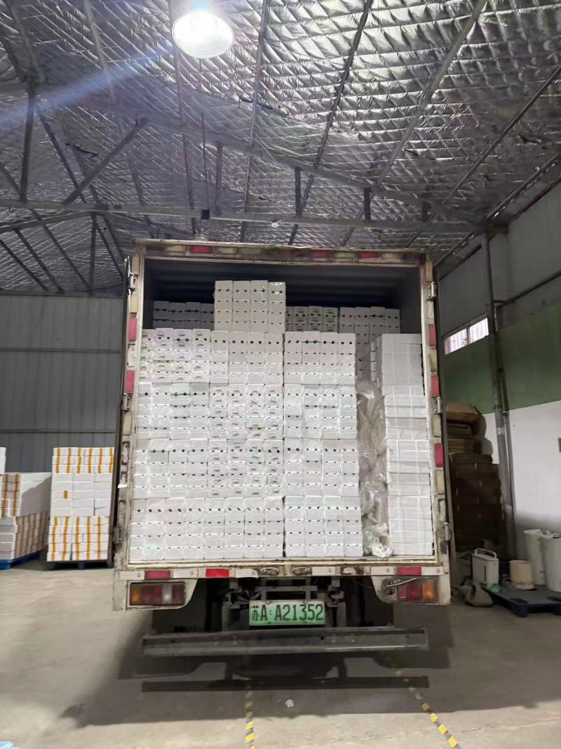 【精品】活珠子，产地直发，诚信经营，可视频看货