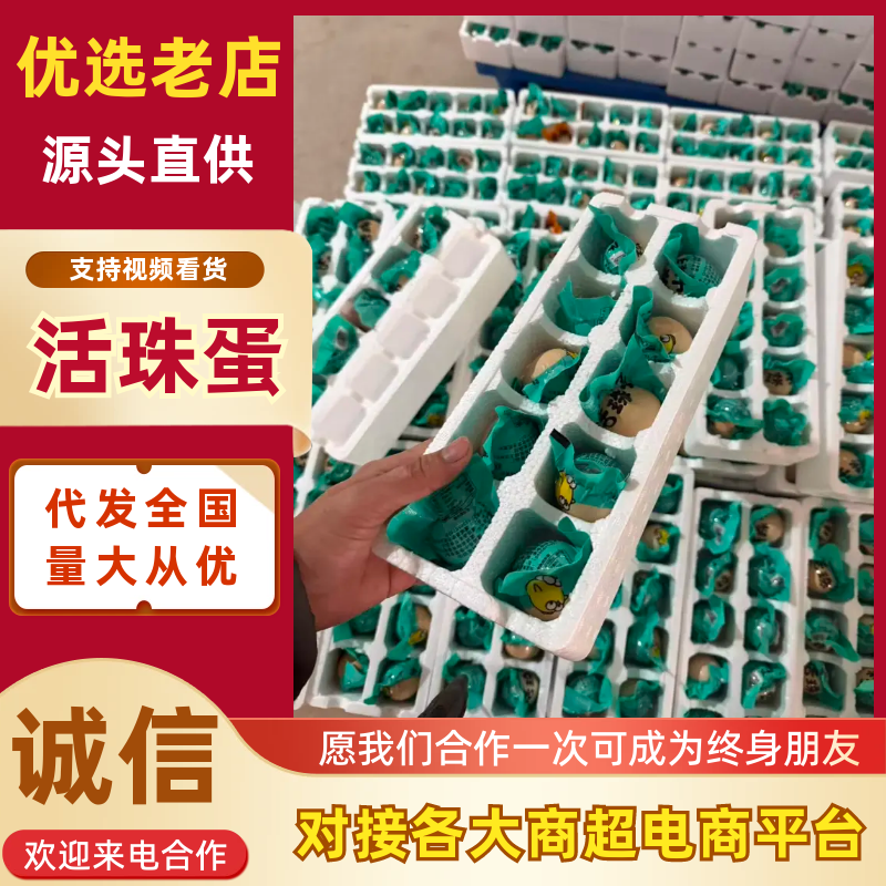 【活珠子】商丘活珠子价格实惠保质保量货源充足可视频看货