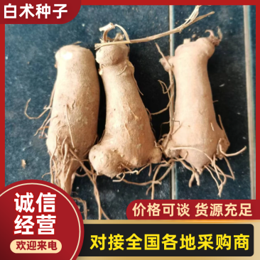 白术块茎种子2026年纯新改良白术籽产新上市可视频看货