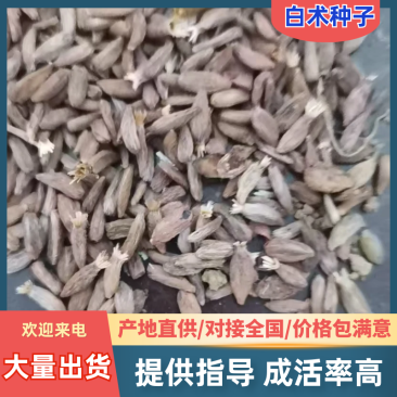 【白术种子】块茎质量保证/产地直发/诚信为本/来电洽谈