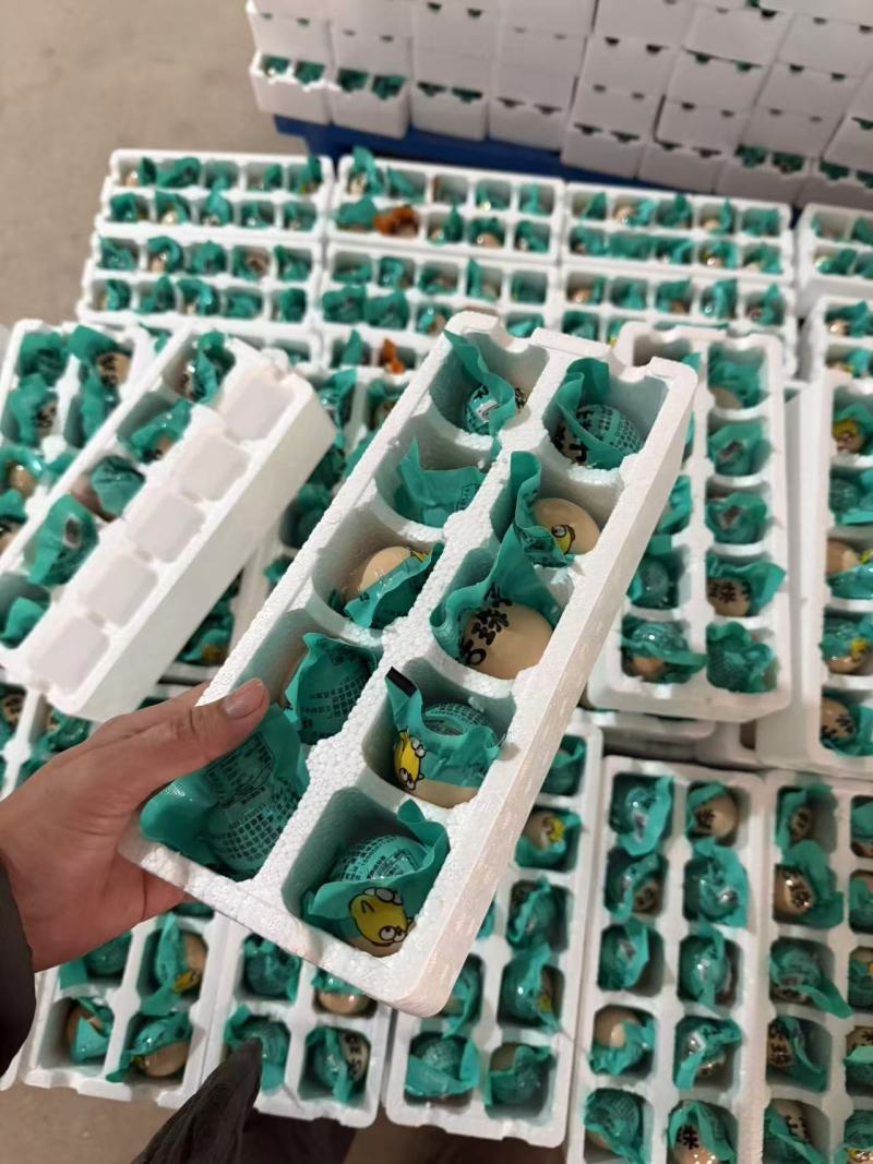 【蛋】活珠蛋鸡蛋活珠子商丘原产地工厂直发