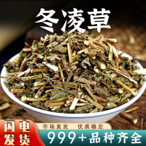 冬凌草中药材正品新货干货冬凌草安国中药材批发