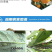 螺虫乙酯桃树介壳虫番茄烟粉虱用药螺虫乙酯杀虫剂适用范围广