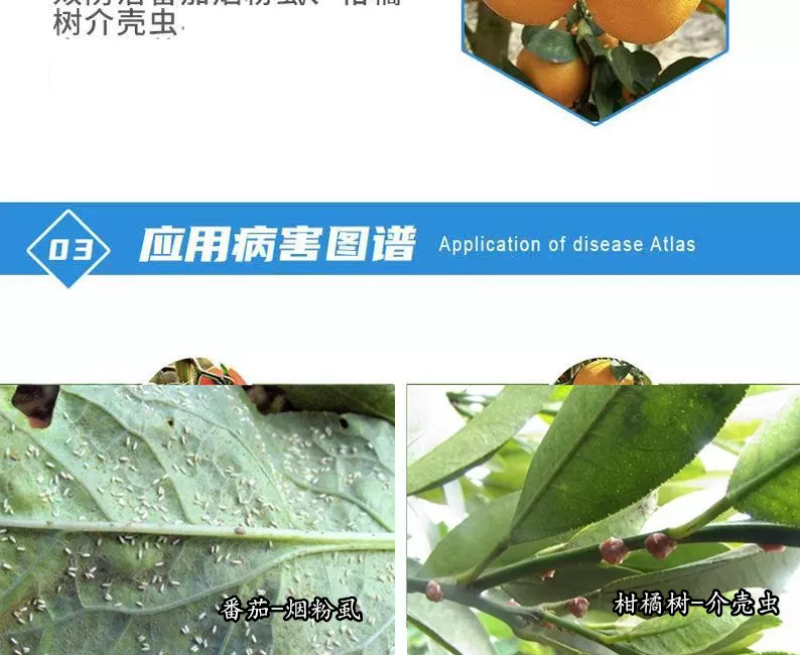 螺虫乙酯桃树介壳虫番茄烟粉虱用药螺虫乙酯杀虫剂适用范围广