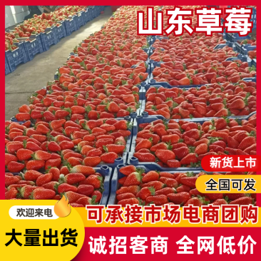 《草莓》山东甜宝草莓/联盟草莓/甜查理草莓/九香草莓/便宜