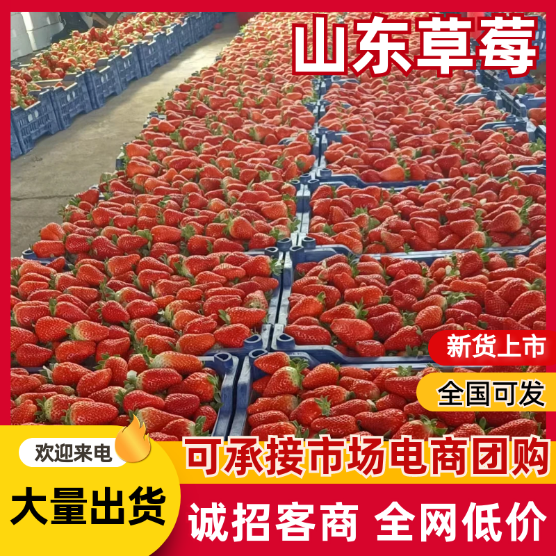 《草莓》山东甜宝草莓/联盟草莓/甜查理草莓/九香草莓/便宜