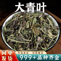 大青叶中药材新鲜大青叶板蓝根叶菘蓝菜叶干货安国中药材批发