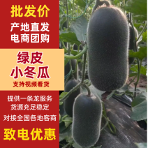【山东小冬瓜】黑皮小冬瓜/兰陵冬瓜/精选黑皮冬瓜/便宜