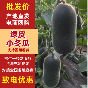 【山东小冬瓜】黑皮小冬瓜/兰陵冬瓜/精选黑皮冬瓜/便宜
