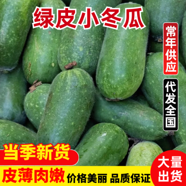 《山东冬瓜》水果冬瓜/绿皮小冬瓜/电商团购一件批发价