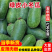 《山东冬瓜》水果冬瓜/绿皮小冬瓜/电商团购一件批发价
