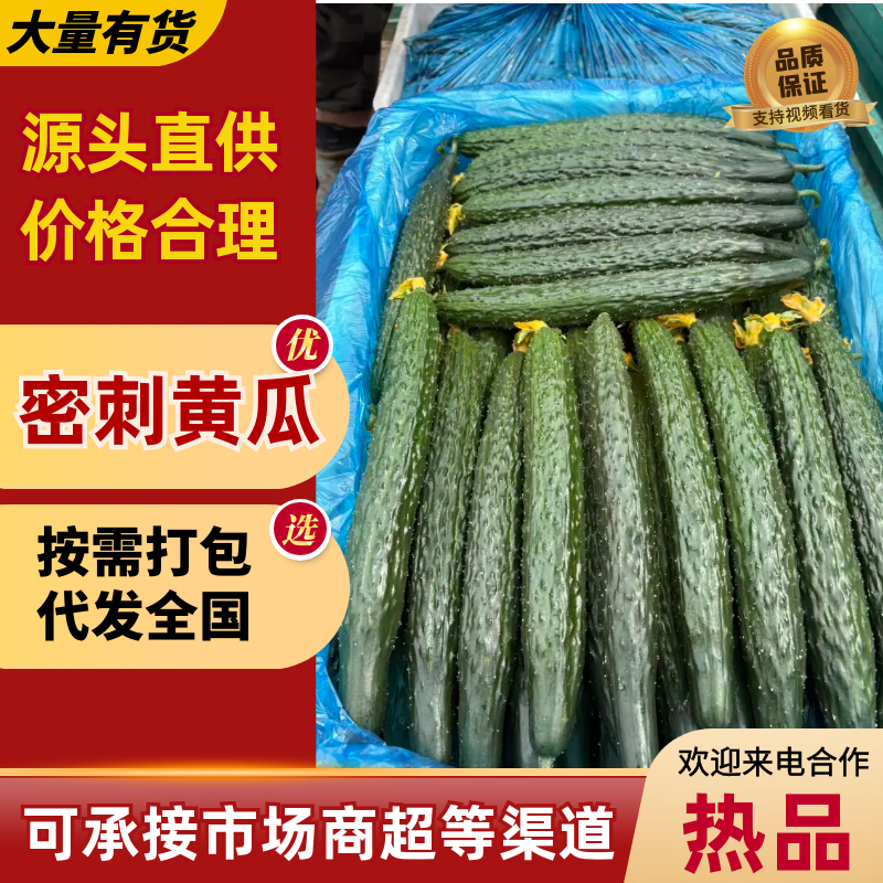 《密刺黄瓜》山东密刺黄瓜/精选黄瓜/电商团购批发价