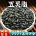 五灵脂中药材生五灵脂老鼠屎寒雀粪新鲜非野生干货批发
