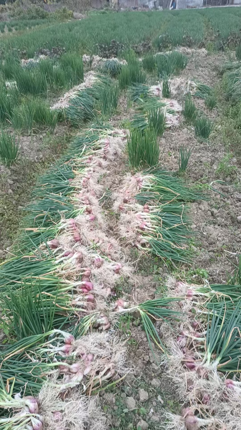 英德红葱头产地一手货源全国发货对接市场电商商超等
