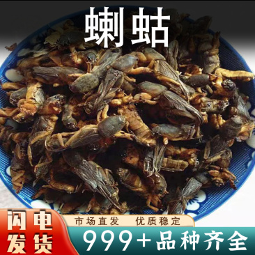 蝲蛄中药材正品蝼蛄干拉蛄优质新货安国中药材批发