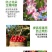 流体硼小分子硼促花促果提高坐果率微量元素农用补硼叶面肥