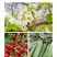 流体硼小分子硼促花促果提高坐果率微量元素农用补硼叶面肥