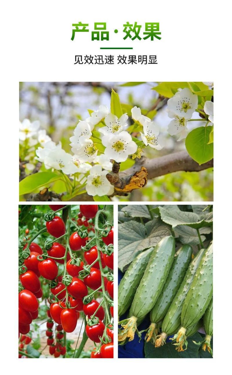 流体硼小分子硼促花促果提高坐果率微量元素农用补硼叶面肥