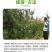 流体硼小分子硼促花促果提高坐果率微量元素农用补硼叶面肥