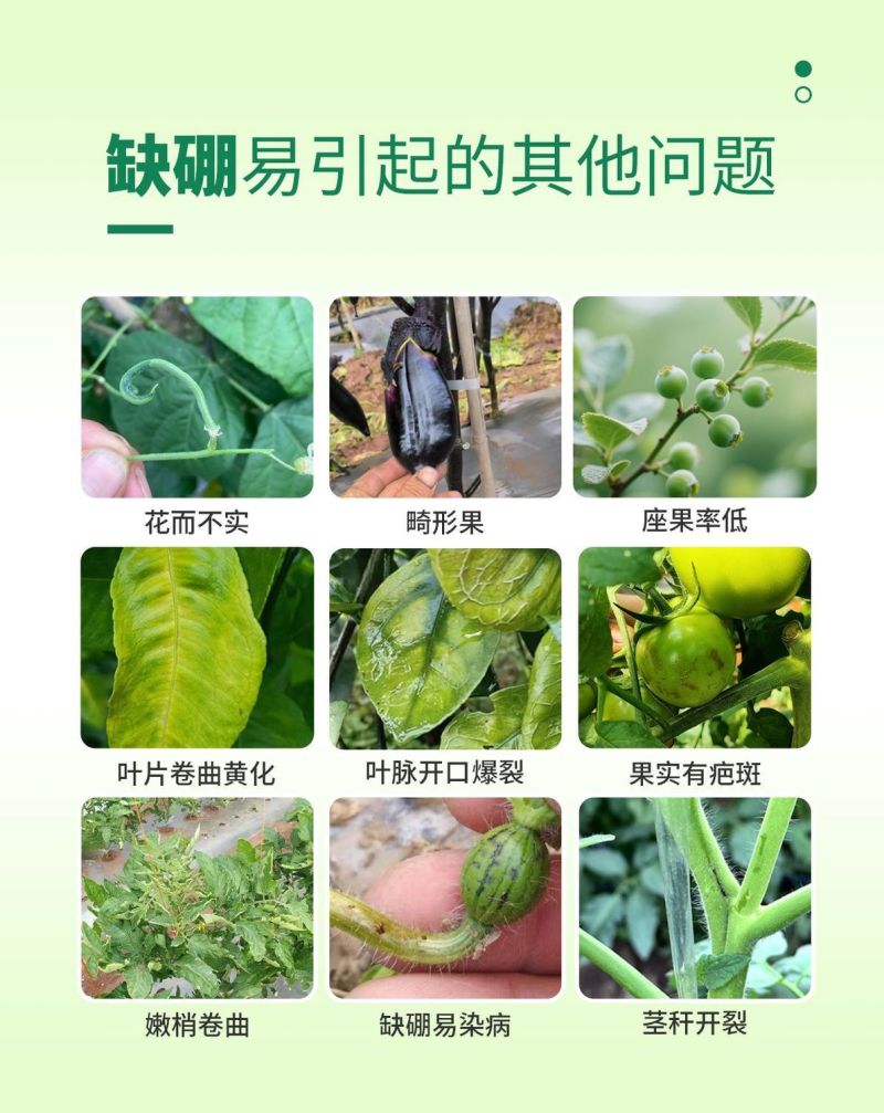 流体硼螯合小分子硼农用叶面肥果树通用花芽分化提高座果率