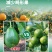 流体硼螯合小分子硼农用叶面肥果树通用花芽分化提高座果率