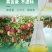 流体硼螯合小分子硼农用叶面肥果树通用花芽分化提高座果率