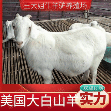 美国大白山羊,抗严寒耐高温,繁殖率高,出肉率高对接养殖户