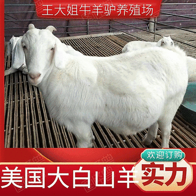 美国大白山羊，抗严寒耐高温，繁殖率高，出肉率高对接养殖户