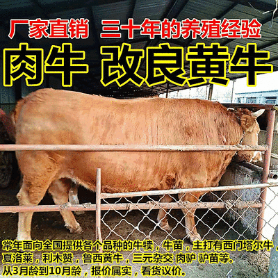 【牛犊】改良黄牛，黄牛牛犊双脊背，出肉达到50%对接养殖户