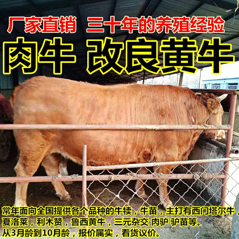 【牛犊】改良黄牛，黄牛牛犊双脊背，出肉达到50%对接养殖户