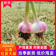 云南红皮大蒜基地直发一手货源对接全国诚信至上
