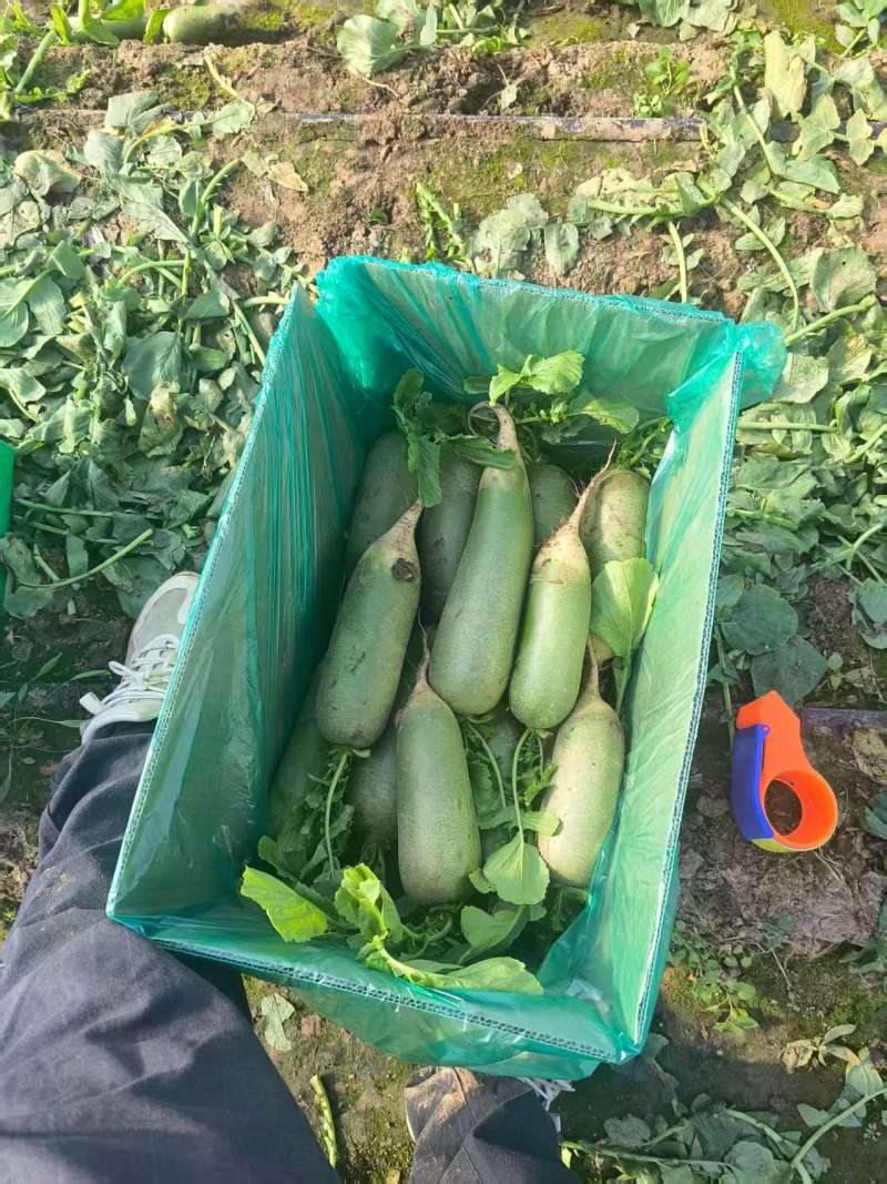 精品水果萝卜产地直供大量有货质量保证一手货源价格合理