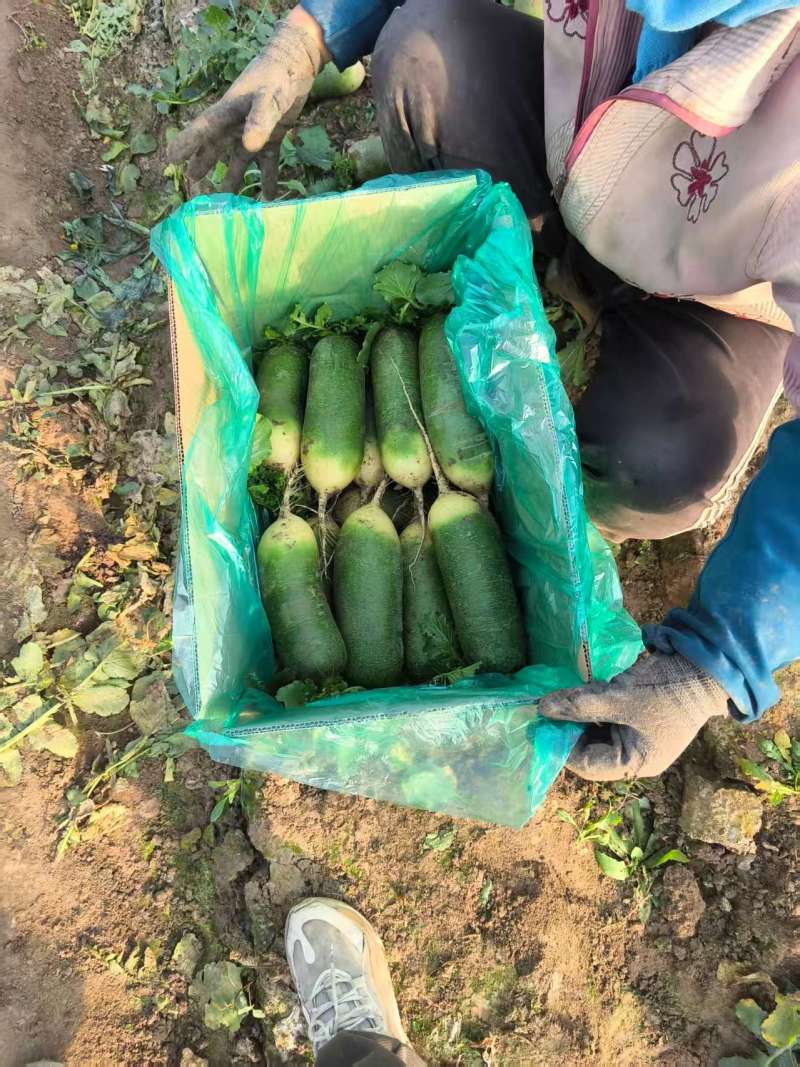 精品水果萝卜产地直供大量有货质量保证一手货源价格合理