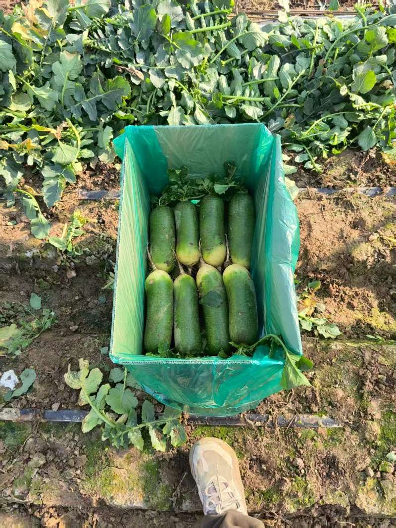 正宗潍县青萝卜水果萝卜甜脆产地直供大量有货供超市电商