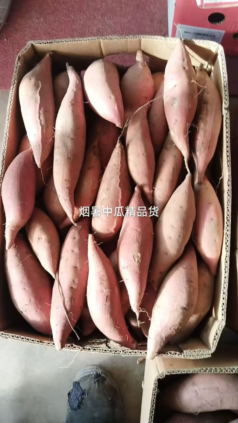 烟薯25红薯一手货源规格齐全，品质好，价格低，可视频看货