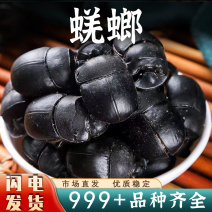 大将军大屎壳郎蜣螂虫推粪虫清水虫类安国虫类大全批发