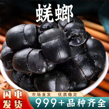 大将军大屎壳郎蜣螂虫推粪虫清水虫类安国虫类大全批发