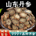 山东丹参中药材正品黑菊花心山东莒县丹参片安国中药材批发