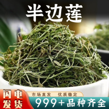 半边莲新鲜干货中药材半边花细米草中药材无硫安国中药材批发