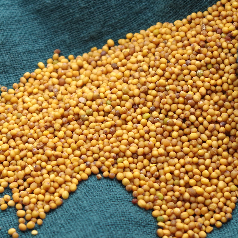 黄芥子中药材新货黄芥籽香料黄芥茉子安国中药材批发