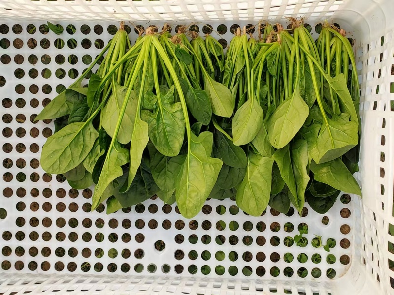 江苏大叶菠菜一手货源鲜嫩翠绿净菜毛菜都有按需求分拣打包