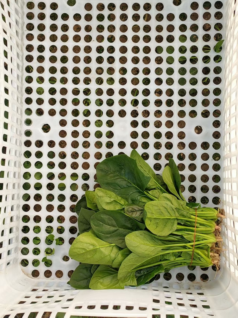 江苏大叶菠菜一手货源鲜嫩翠绿净菜毛菜都有按需求分拣打包