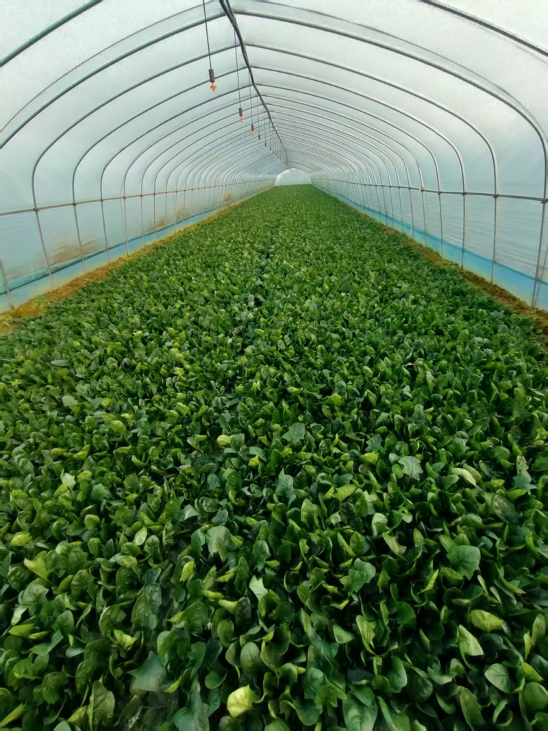 江苏大叶菠菜一手货源鲜嫩翠绿净菜毛菜都有按需求分拣打包