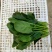 江苏大叶菠菜一手货源鲜嫩翠绿净菜毛菜都有按需求分拣打包