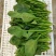 江苏大叶菠菜一手货源鲜嫩翠绿净菜毛菜都有按需求分拣打包