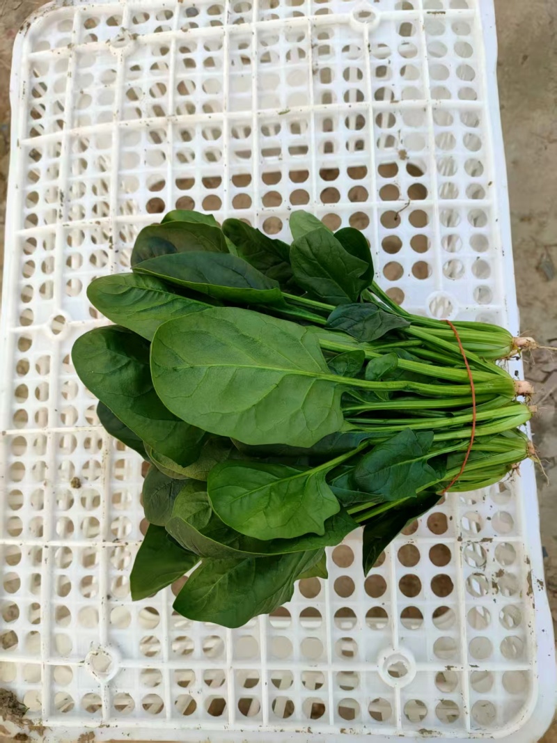 南通高杆菠菜提供纸箱泡沫箱周转筐塑料袋等承接批发电商商超