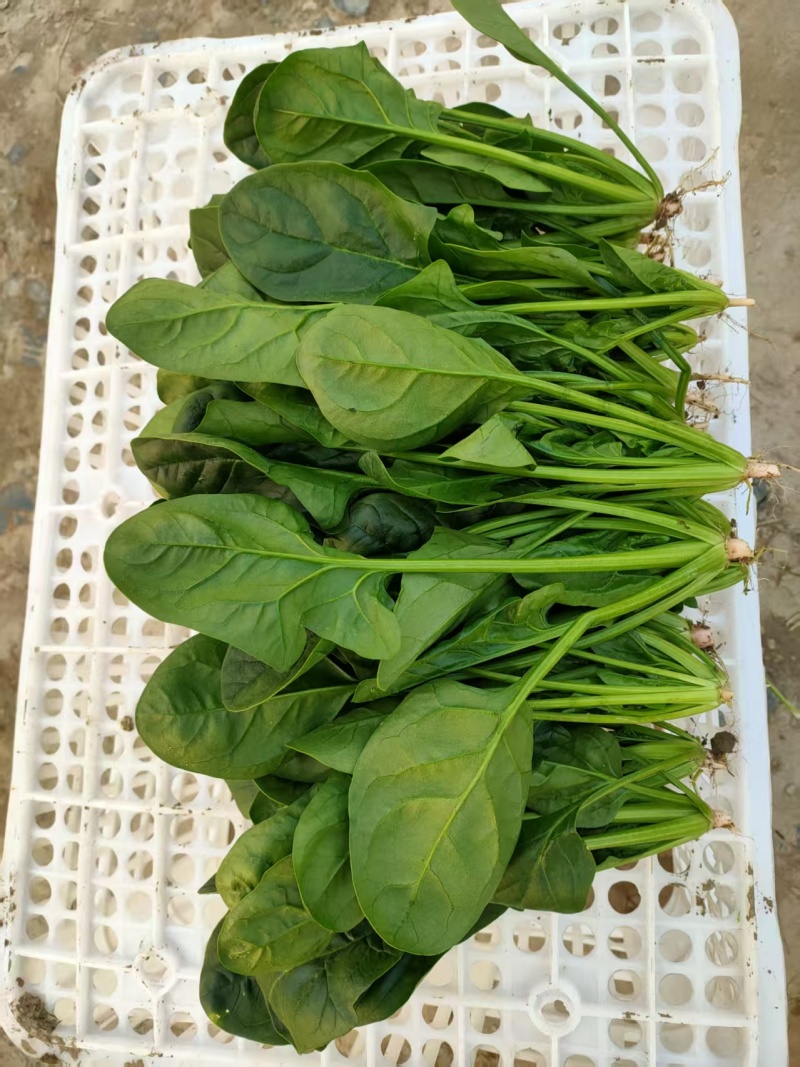 南通高杆菠菜提供纸箱泡沫箱周转筐塑料袋等承接批发电商商超