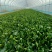 南通高杆菠菜提供纸箱泡沫箱周转筐塑料袋等承接批发电商商超