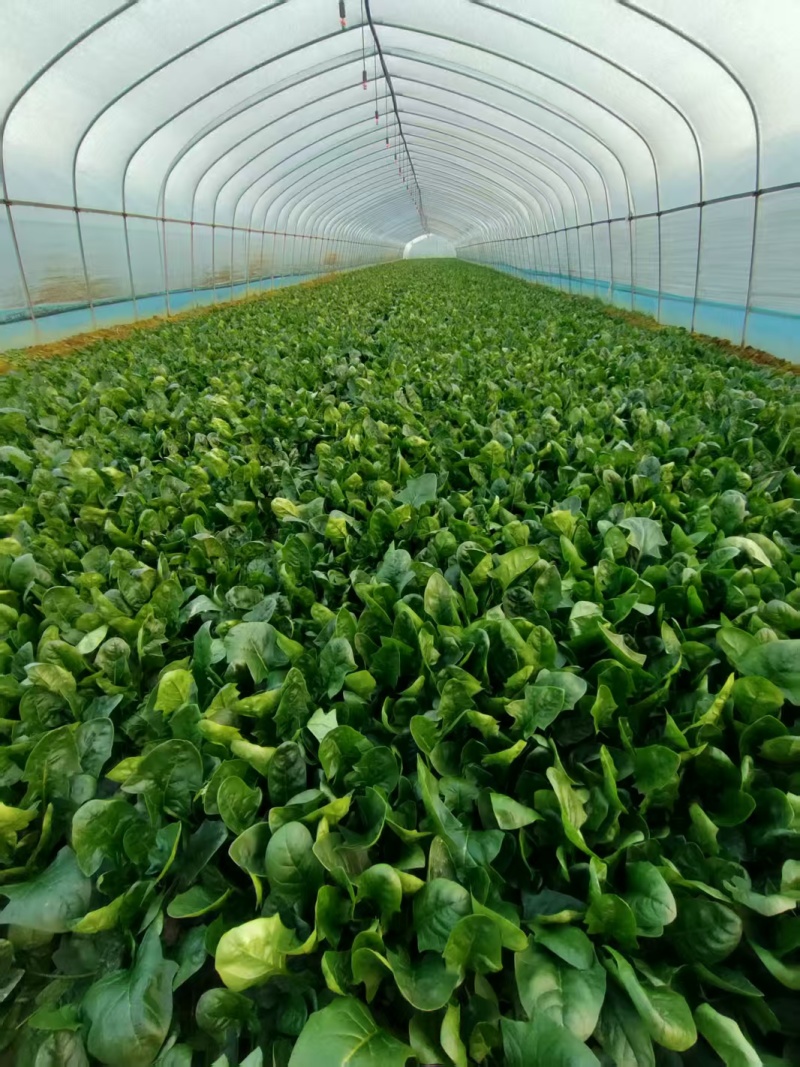 南通高杆菠菜提供纸箱泡沫箱周转筐塑料袋等承接批发电商商超
